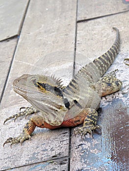 Australian Eastern Water Dragon