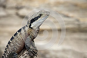 Australian Eastern Water Dragon