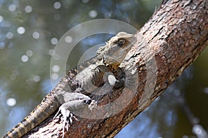 Australian Eastern Water Dragon, Itellagama lesueurii, family Agamidae, basking in the