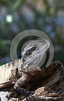 Australian Eastern Water Dragon, Itellagama lesueurii, family Agamidae, basking in the