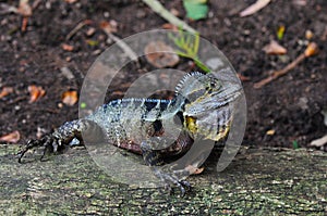 Australian Eastern Water Dragon (Lizard)