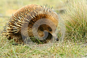 Australian Echidna