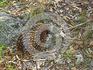 Australian Echidna