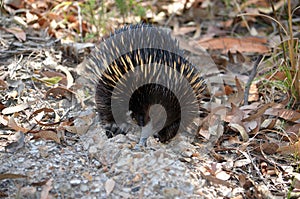 Australian echidna digging for ants