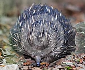 Australian echidna or spiny anteater, queensland photo