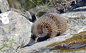 Australian Echidna (spiny anteater)