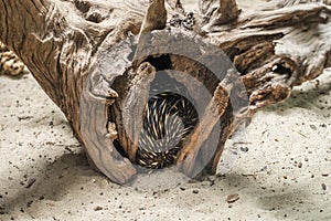 Australian echidna (Tachyglossus aculeatus) hiding inisde a tree