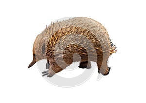 Australian Echidna