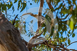 Australian Egret perched in a tree near the South Yunderup estuary