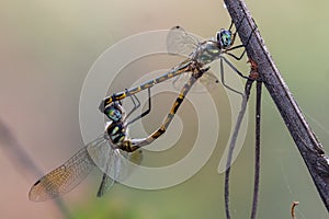 Australian Emerald Dragonflies