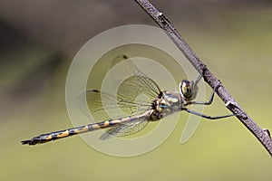 Australian Emerald Dragonfly