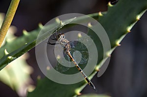 Australian emerald dragonfly attached to an aloe leaf in garden