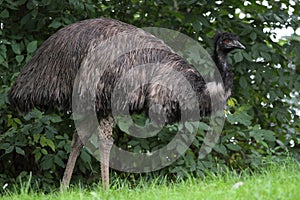 Australian emu photo