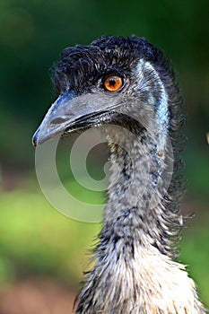 Australian Emu