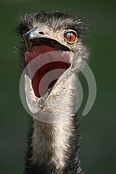 Australian Emu