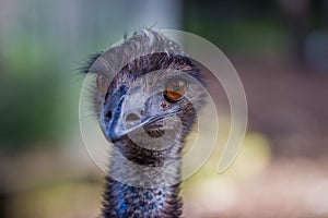 Australian Emu bird Closeup photo