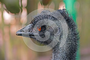 Australian emu close-up