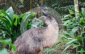 Australian emu confident walking in a park near wild plants with a background of fence.