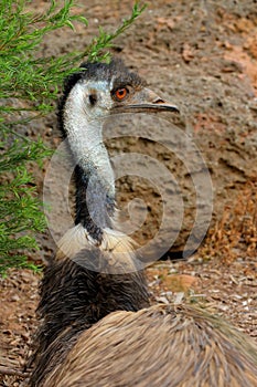 Australian Emu - Dromaius