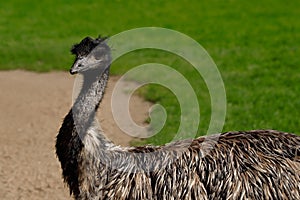 Australian Emu Dromaius novaehollandiae