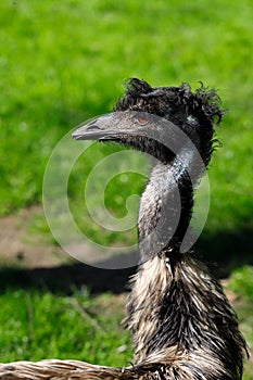 Australian Emu Dromaius novaehollandiae