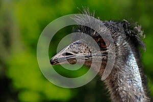 Australian Emu Dromaius novaehollandiae