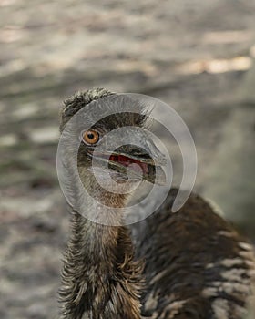 The Australian Emu, Dromaius novaehollandiae, close-up to him on the blurred background