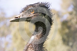 Australian Emu (Dromaius Novaehollandiae) - Head Only