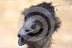 An Australian Emu Dromaius novaehollandiae head  close up view