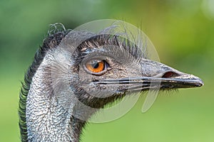 Australian Emu (Dromaius novaehollandiae) photo