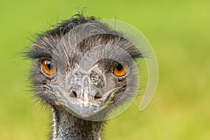 Australian Emu (Dromaius novaehollandiae) photo