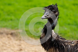 Australian Emu Dromaius novaehollandiae, view of an Emu`s head