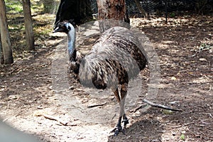 Australian Emu Dromaius species