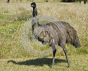 Australian Emu Standing Tall