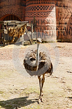 The Australian emu is a tall flightless bird with long feathers