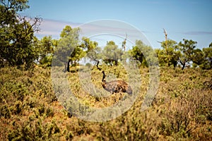 Australian emu walking in Mungo National Park, Australia