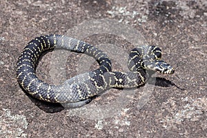 Broad-headed Snake photo