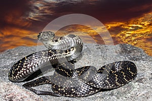 Australian Endangered Broad-headed Snake photo