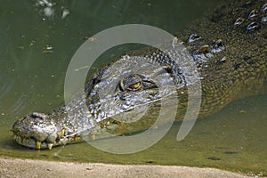 An Australian estuarine crocodile