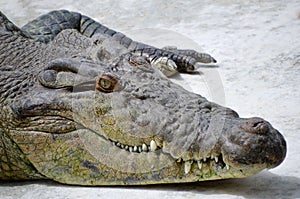 Australian estuarine crocodile head closeup