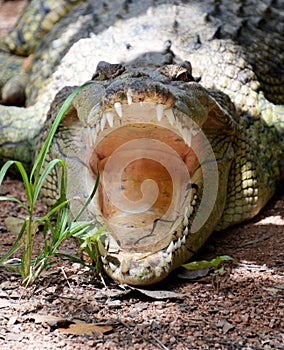 Australian estuarine crocodile head with open jaw closeup showing palatal valve