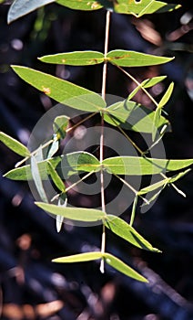 Australian Eucalypt leaves photo