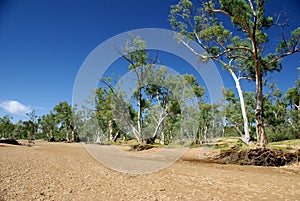Australian Eucalyptus