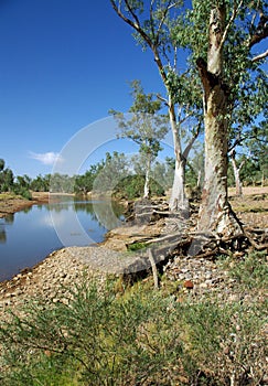 Australian Eucalyptus