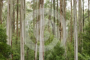 Australian Eucalyptus Forest