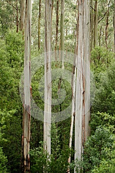 Australian Eucalyptus Forest