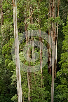 Australian Eucalyptus Forest