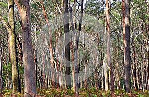 Australian Eucalyptus forest photo