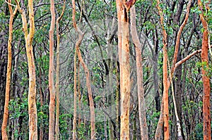 Australian Eucalyptus forest background with Sydney Red Gums