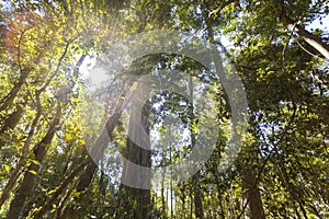 Australian eucalyptus forest